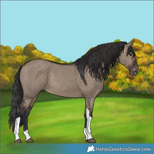 Horse Color:Brown Dun Tobiano Appaloosa 