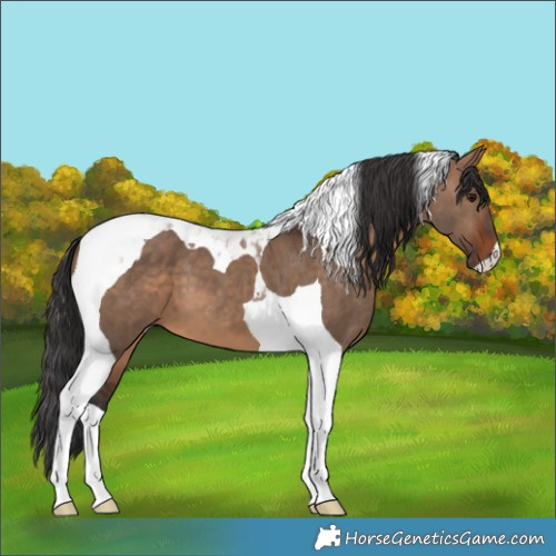 Horse Color:Brown Dun Tobiano 