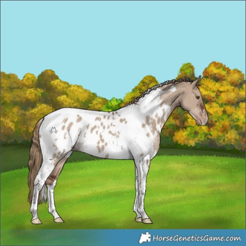 Horse Color:White Spotted Liver Red Dun Tobiano Appaloosa 