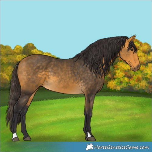 Horse Color:Buckskin 