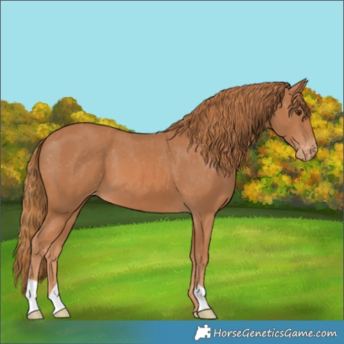 Horse Color:Chestnut Appaloosa 