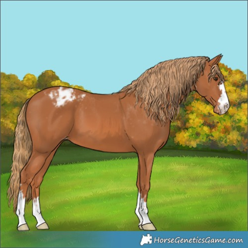 Horse Color:Chestnut Appaloosa 