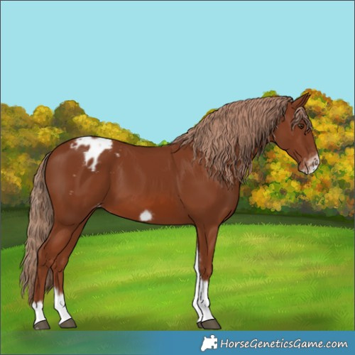 Horse Color:Chestnut Tobiano Frame Appaloosa 