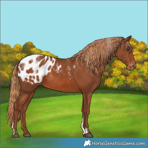 Horse Color:Powder White Chestnut Appaloosa 