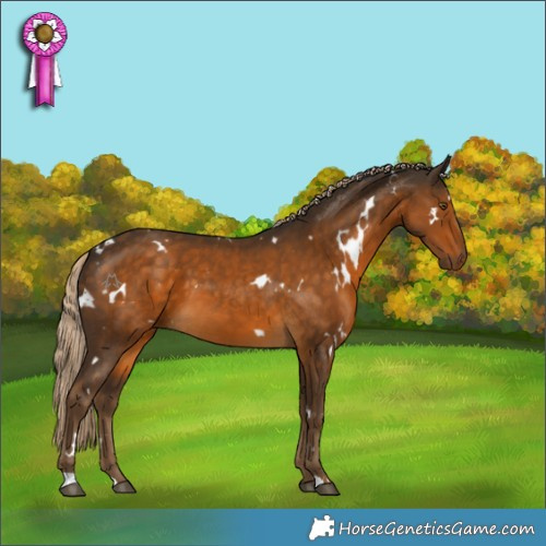 Horse Color:White Spotted Chocolate Palomino