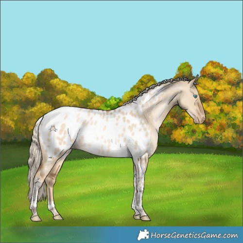 Horse Color:Chocolate Palomino Pearl Dun Tobiano Appaloosa