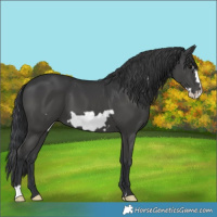 Horse Color:Black Frame 