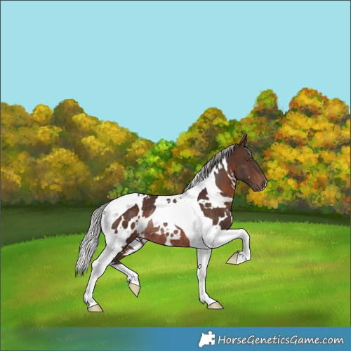 Horse Color:White Spotted Silver Brown Tobiano Rabicano 