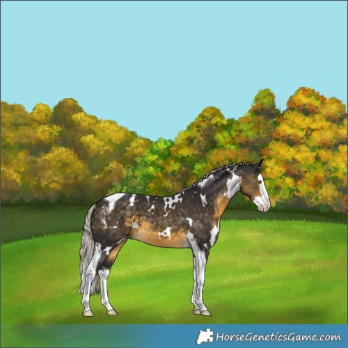 Horse Color:White Spotted Silver Buckskin Splash Tobiano