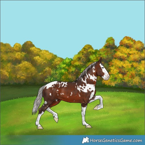 Horse Color:White Spotted Silver Brown Splash