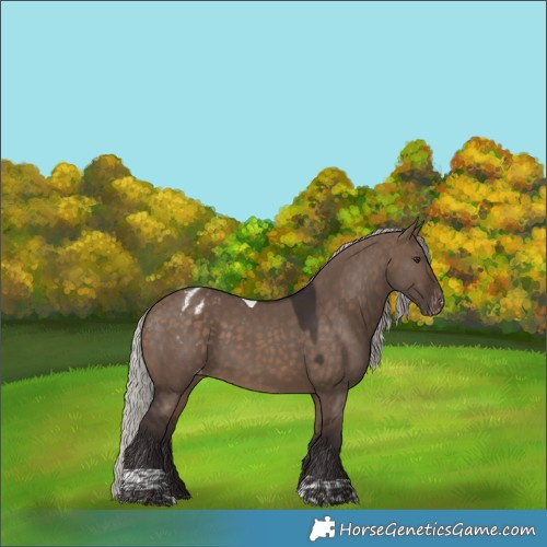 Horse Color:Silver Brown Dun Tobiano Appaloosa Rabicano 