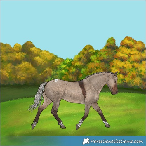 Horse Color:Silver Brown Dun Tobiano Rabicano