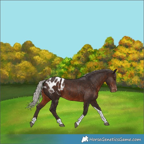 Horse Color:Silver Brown Tobiano Appaloosa Rabicano