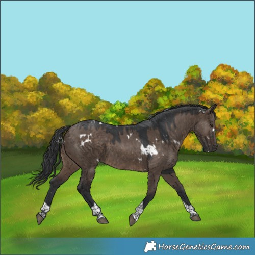 Horse Color:White Spotted Brown Dun Tobiano