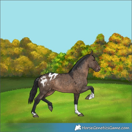 Horse Color:Brown Dun Tobiano Appaloosa Rabicano
