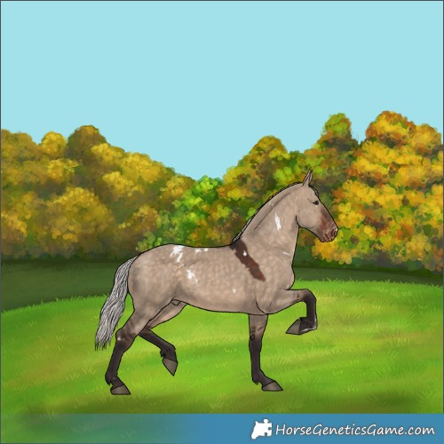Horse Color:White Spotted Silver Bay Dun Appaloosa 