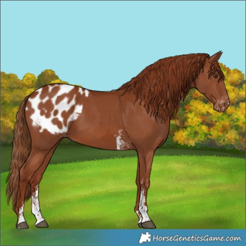 Horse Color:Chestnut Sabino Appaloosa 