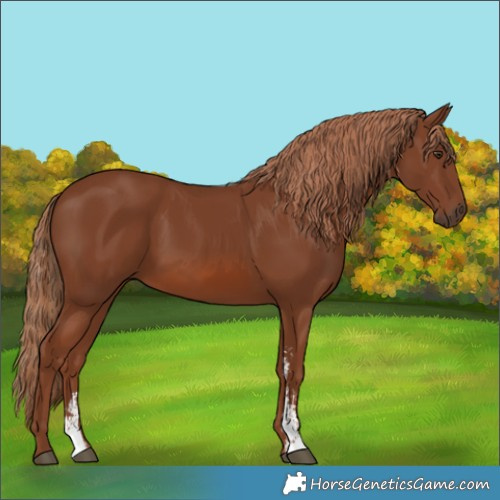 Horse Color:Chestnut Sabino 