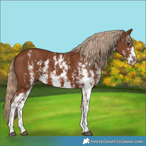 Horse Color:Chestnut Sabino
