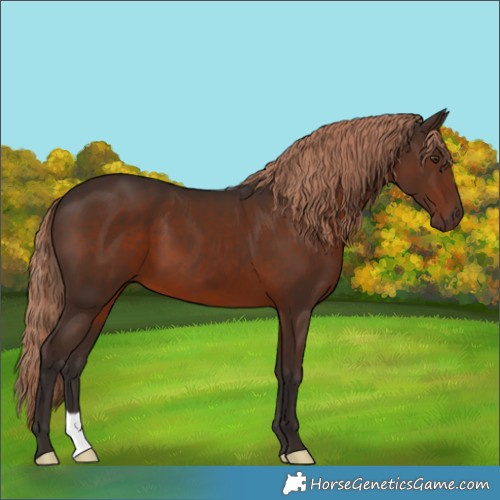Horse Color:Liver Chestnut 