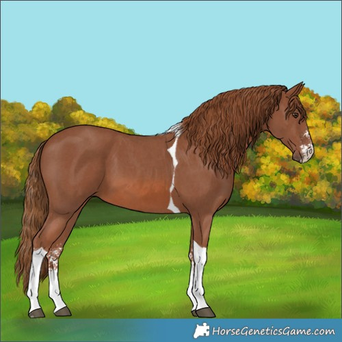 Horse Color:Chestnut Sabino Tobiano 