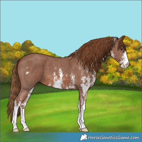 Horse Color:Chestnut Sabino 