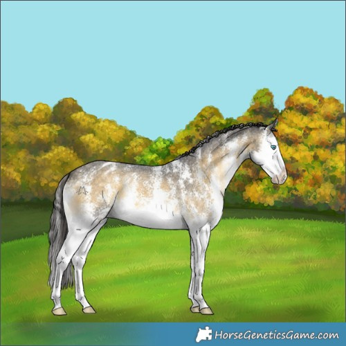Horse Color:Buckskin Onyx Mushroom Sabino Splash Appaloosa 
