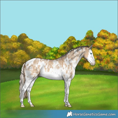 Horse Color:White Spotted Chocolate Palomino Dun Sabino Splash