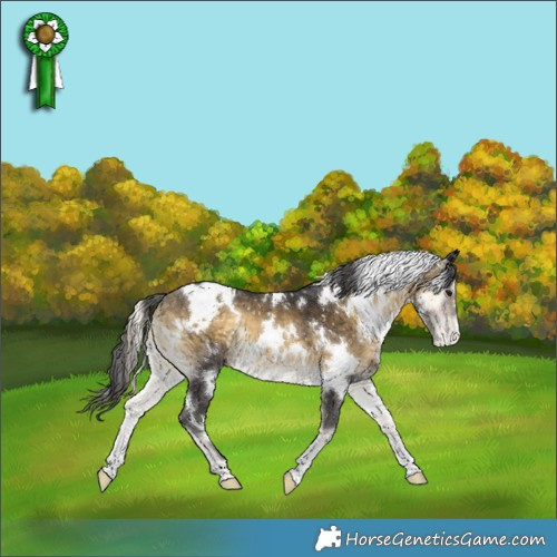 Horse Color:White Spotted Buckskin Onyx Appaloosa 