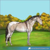Horse Color:White Spotted Liver Red Dun Tobiano