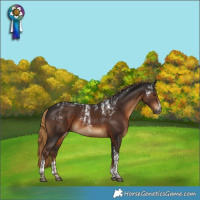 Horse Color:Powder White Gray Liver Chestnut Tobiano