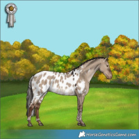 Horse Color:Liver Red Dun Tobiano Skewed LP Spotted