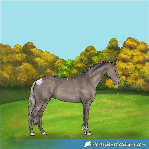 Horse Color:Silver Grullo Tobiano Skewed Appaloosa