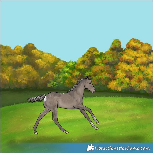 Horse Color:Silver Grullo Tobiano Skewed Appaloosa 