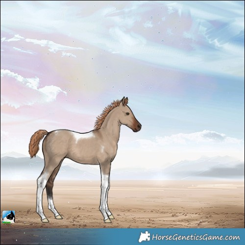 Horse Color:Liver Red Dun Tobiano 
