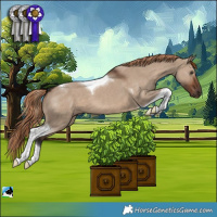 Horse Color:Liver Red Dun Tobiano 