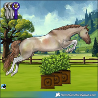 Horse Color:Liver Red Dun Tobiano