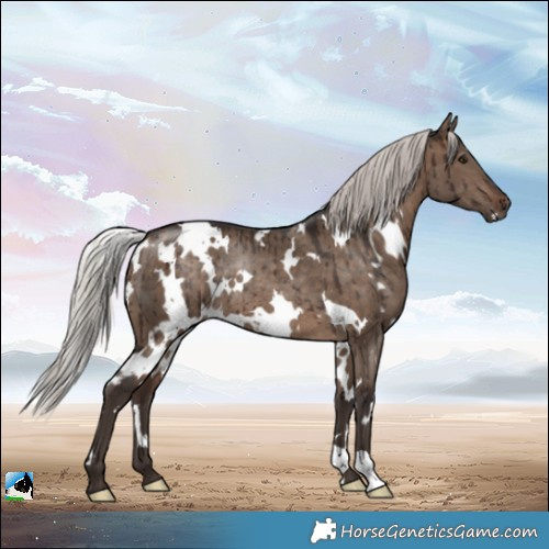 Horse Color:White Spotted Silver Brown Dun Rabicano Brindle 