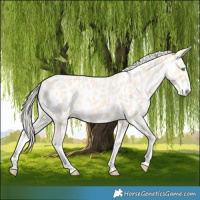 Horse Color:Cremello Leopard
