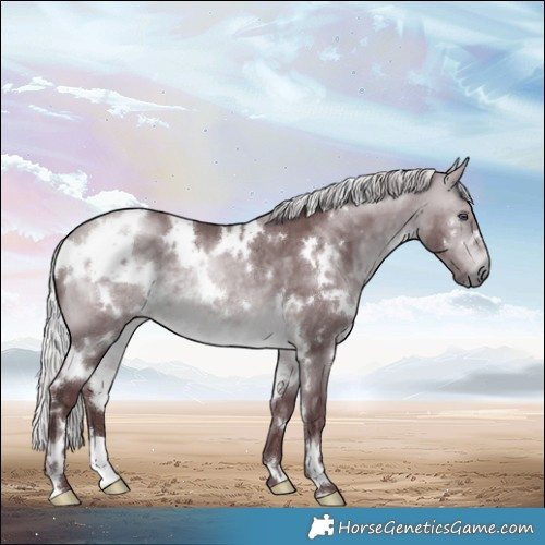 Horse Color:White Spotted Chocolate Silver Bay Chinchilla