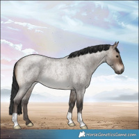 Horse Color:Brown Roan Dun Rabicano Brindle