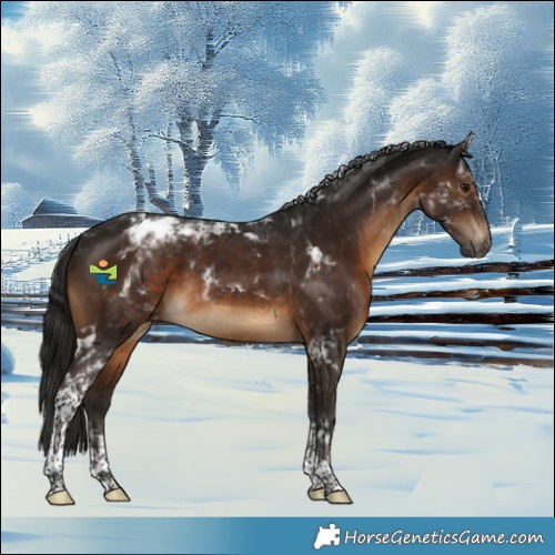Horse Color:Gray Brown Tobiano Appaloosa 