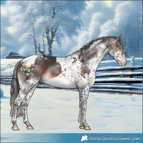 Horse Color:Brown Splash Tobiano Appaloosa 