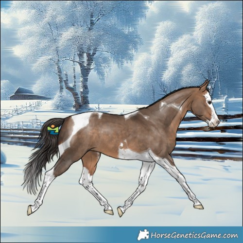 Horse Color:Bay Dun Splash Tobiano 