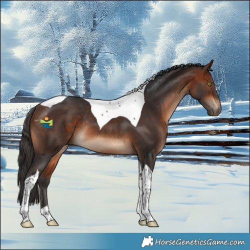 Horse Color:Bay Tobiano Rabicano 