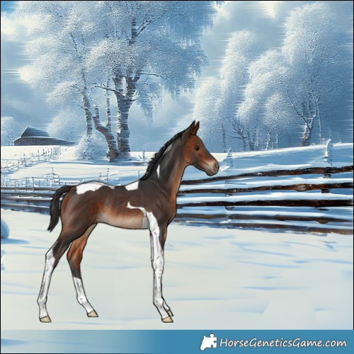 Horse Color:Bay Tobiano Rabicano 