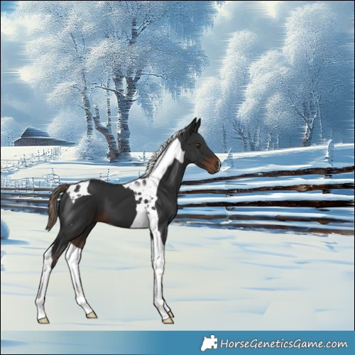 Horse Color:Liver Chestnut Tobiano 