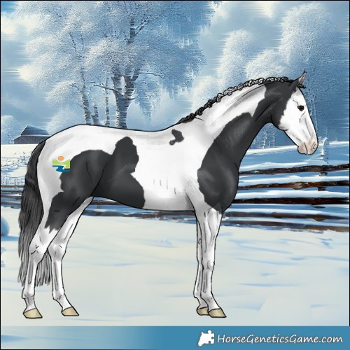 Horse Color:Black Splash Tobiano 
