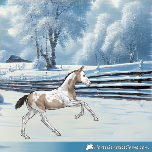 Horse Color:Liver Red Dun Splash Tobiano Rabicano 