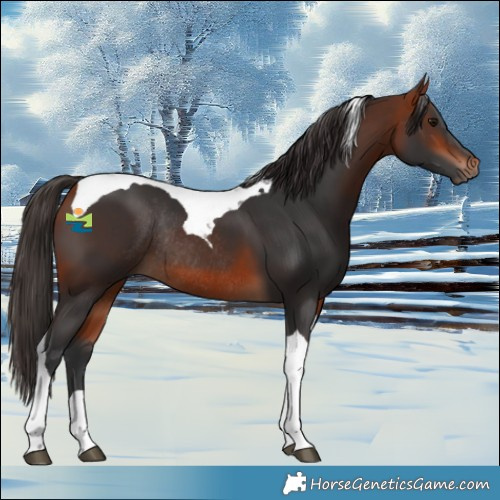 Horse Color:Bay Tobiano Rabicano 